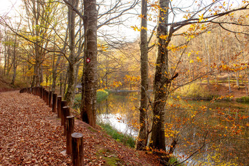 Path through forest by the lake. Nature park Grza near the Paracin, Serbia. River surrounded with forest. Autumn, sunny day with beautiful colors