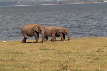 Elephant Family Minneriya Sri Lanka
