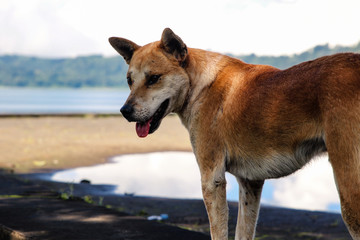 Chien de la rue à Bali en indonésie