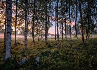 Obraz premium Idyllic landscape with birch forest and farm house at summer evening in Finland