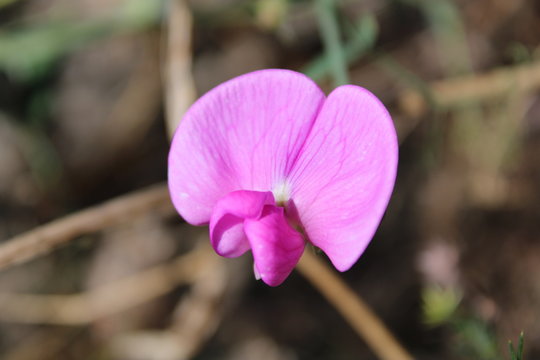 Orchidea orchidaceae selvatica colore lilla luce naturale