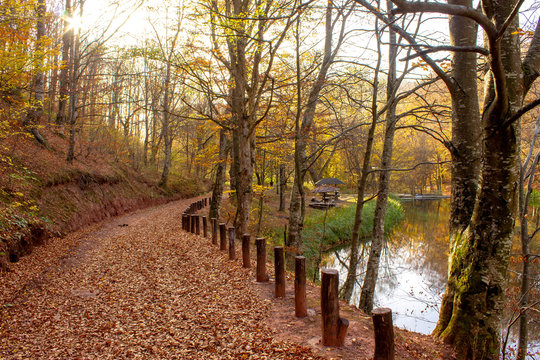 Path through forest by the lake. Nature park Grza near the Paracin, Serbia. River surrounded with forest. Autumn, sunny day with beautiful colors