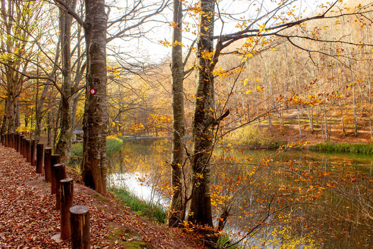 Path through forest by the lake. Nature park Grza near the Paracin, Serbia. River surrounded with forest. Autumn, sunny day with beautiful colors