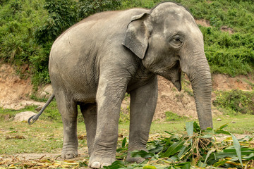 Fototapeta premium Elephant Getting Lunch