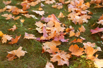 Many autumn leaves on green grass outdoors