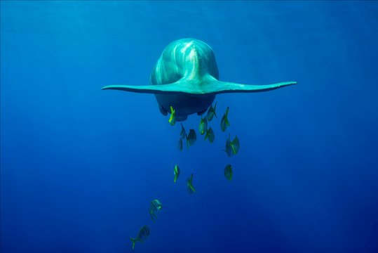 Tail of a floating Sea Cow (Dugong dugon) with Golden Trevallys (Gnathanodon speciosus), rear view, Red Sea, Hermes Bay, Marsa Alam, Egypt, Africa