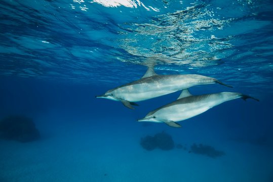 Pair of Spinner Dolphins (Stenella longirostris) swim in the blue water reflecting off the surface, Red Sea, Sataya Reef, Marsa Alam, Egypt, Africa