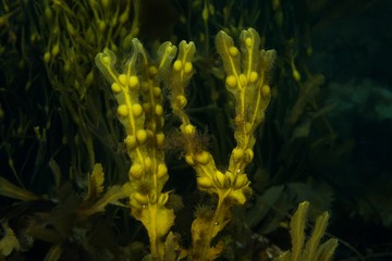 Brown seaweed Bladder Wrack (Fucus vesiculosus), Norwegian Sea, Northern Atlantic, Norway, Europe