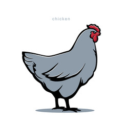 Chicken Vector illustration