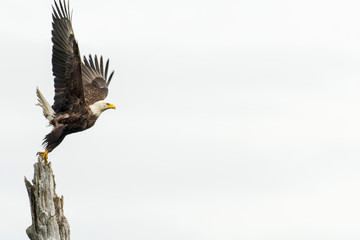 Bald Eagle Getting Ready to Take Flight