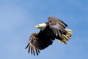 Bald Eagle Huting