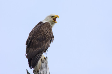 Bald Eagle Calling to His Mate