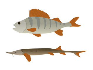 Fish Aquatic Marine Animals Vector Illustration