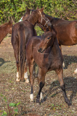 Fototapeta premium Stuten mit Fohlen und Silage auf dem Paddock