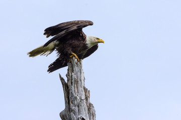Bald Eagle Getting  Ready to Take Flight