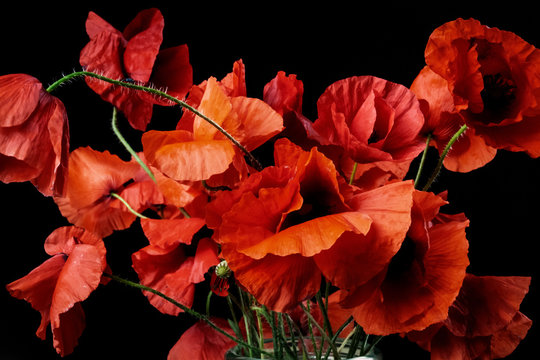 Many red poppies (spring flowers) filling the frame. Black background.

