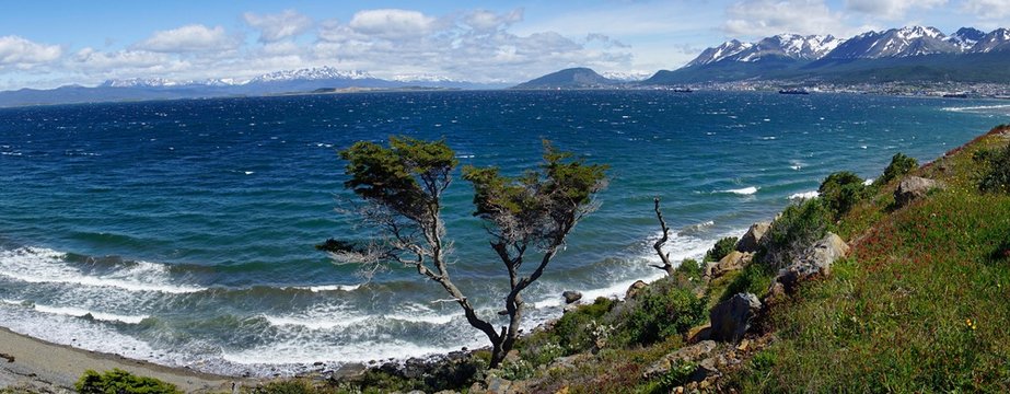 Tousled tree at the Beagle Canal, at the back harbour and town, Ushuaia, Tierra del Fuego Province, Tierra del Fuego, Argentina, South America