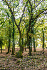 Arbre couvert de mousse  en forêt sous une lumière d'automne