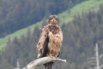 Solitary Alaskan Golden Eagle