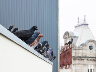 Pigeons in Porto