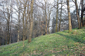 Obraz premium Park afternoon scene diagonal composition