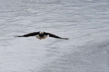 Soaring Alaskan Bald Eagle