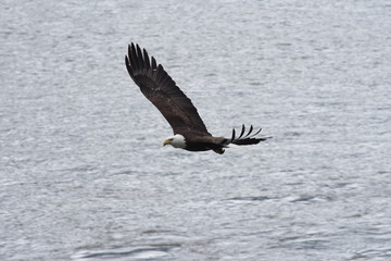 Soaring Alaskan Bald Eagle