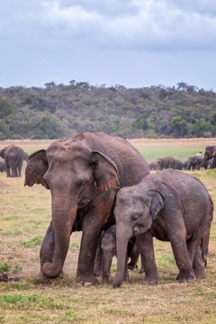 Sri Lankan elephants (Elephas maximus maximus), adult with young animals, Wasgamuwa National Park, Sri Lanka, Asia