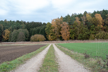 Fototapeta na wymiar Herbstlicher Wald in Bayern