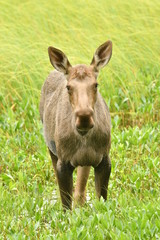 Young Moose Wading Through a Pond