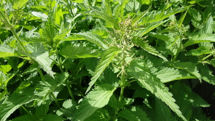 Nettle