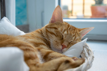 Young ginger red adorable cat sleeping peacefully on white pillow, window with daylight behind