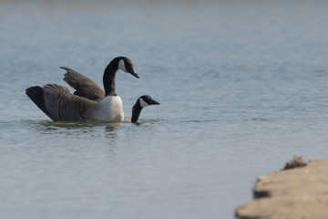 Barnacle Geese Mating in a Lake