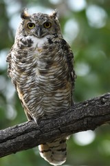 Great Horned Owl on a Branch