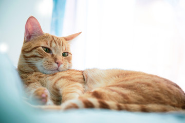 Ginger red cat with green eyes relaxed at home