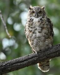 great horned owl on a branch