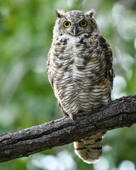 great horned owl