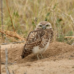 Burrowing Owl Hunting for Bugs