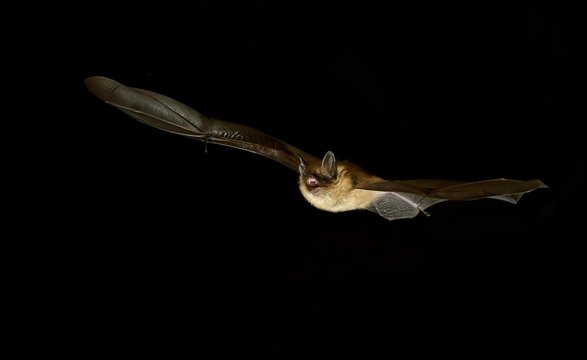 Geoffroy's bat (Myotis emarginatus) in flight at night, Luxembourg, Europe