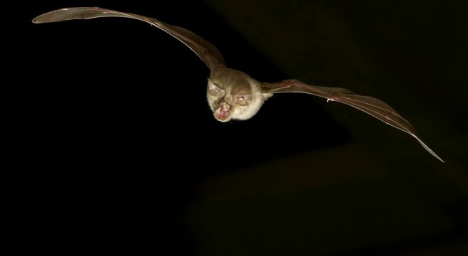 Greater horseshoe bat (Rhinolophus ferrumequinum) in flight at night, Luxembourg, Europe