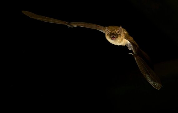 Geoffroy's bat (Myotis emarginatus) in flight at night, Luxembourg, Europe