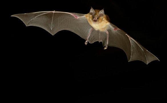 Bat flying at night sky