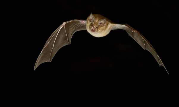 Greater horseshoe bat (Rhinolophus ferrumequinum) in flight at night, Luxembourg, Europe