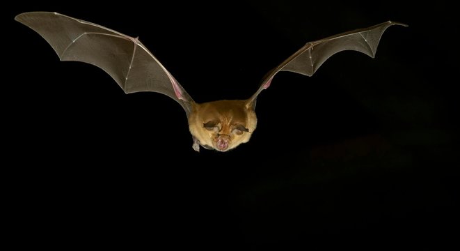 Greater horseshoe bat (Rhinolophus ferrumequinum) in flight at night, Luxembourg, Europe