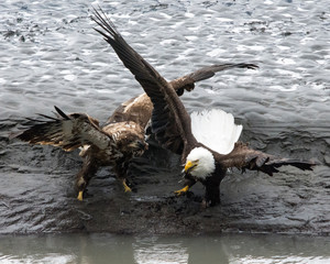 Adolescent and Adult Bald Eagles Hunting for Fish