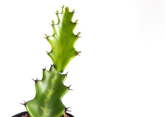 Freshness bud of dragon bone cactus on white background