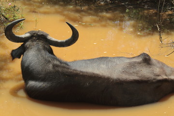 Water buffalo laying in water Yala Safari Park Sri Lanka 