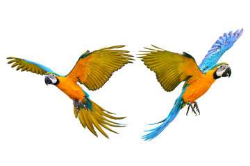 Macaw parrot isolated on white background