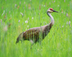 Wandering Sandhill Crane