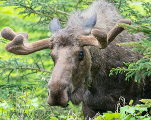 Fototapeta premium Closeup of a Bull Moose